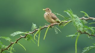 Jerdons Bushlark build a Nest [upl. by Casilde]