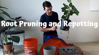 Root Pruning and Repotting my Ficus Audrey Benghalensis [upl. by Utter868]