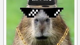 capybara meme [upl. by Hadwyn936]