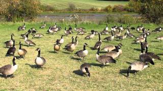 Bernaches du CanadaCanada Geese [upl. by Nuawd]