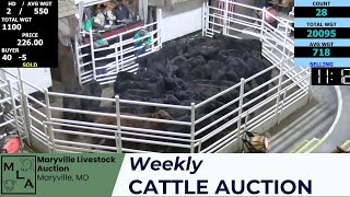 2222024 Maryville Livestock Auction  Cattle Auction [upl. by Asemaj]