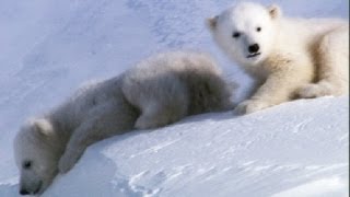 Cool Cute Cubs  Amazing Animal Babies Polar Bears  Earth Unplugged [upl. by Akihsay344]