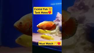 Cichlid fish tank mates 🐠😁 aquarium fishtank petsvlog petfish cichlid guppy shorts [upl. by Atirrehs]