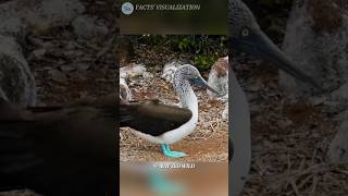 Most Worst And Unusual Name of Birds And Animals shorts facts trending viralvideo [upl. by Ayiak]