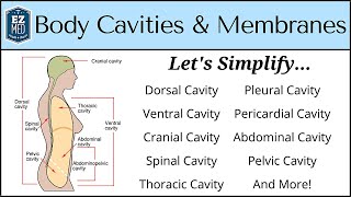 Body Cavities and Membranes Drawn and Defined Anatomy Physiology [upl. by Mercie]