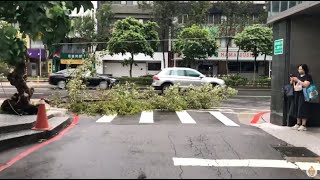 20241101 康芮颱風 災情  楓香 樹幹掉落 巷道堵塞 Liquidambar Formosana x 台北南京慶城街口 [upl. by Aelahc]