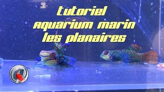 Tutoriel Aquarium marin les Planaires [upl. by Kaylyn]