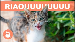 Pourquoi mon CHAT MIAULE BIZARREMENT  🐱🔊 7 Causes [upl. by Gannon661]