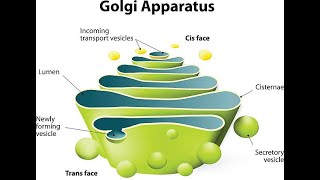 Structure of Golgi Apparatus  Function  Cisternae [upl. by Eerok]