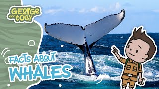 Whale Facts  Animal Facts for Kids  George amp Toby Wildlife Rangers [upl. by Atsirtal]