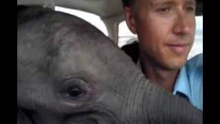 Flying Orphaned Elephant with Gary Roberts [upl. by Kellsie]