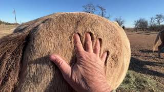 Why Horse Love A Bucket  Grain Is NOT Food amp Gate Locking Tip For Lester  If He Is Using A Nail [upl. by Yrffoeg]