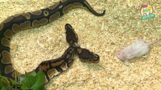 ReptilTV  Special  2 Head Ball Python [upl. by Manville351]