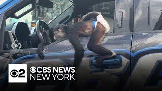 Monkey caught on video inside tow truck in the Bronx [upl. by Leahsim363]