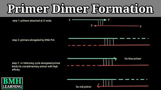 Primer Dimers  How Primer Dimers Are Formed  Primer Dimer Formation [upl. by Atteinotna]