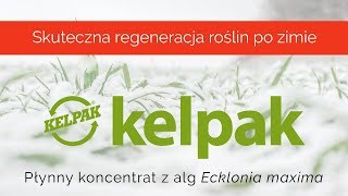 Jak powstaje i działa biostymulator z alg morskich  Kelpak  Chemirol [upl. by Oirazan]