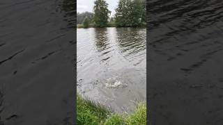 1s Hecht Livebiss angel fishing natur fischen fish angeln hechtangeln hecht spinnfischen [upl. by Abijah]