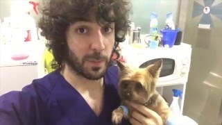 VETERINARIO ONLINE Capitulo 3 Feliz año 2016 y pancreatitis en perro [upl. by Ravilob]