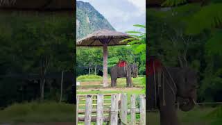 Elephant park in Krabi Thailand elephant krabi visitthailand park junglevibes [upl. by Lairbag761]