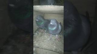 kabutar Khabar Dam love birds pigeon shortsvideo subscribe music [upl. by Ervine]