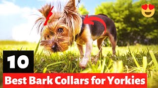 10 Best Bark Collars for Yorkies  Which one should you get [upl. by Cathleen]