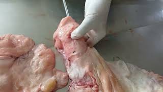 Fibrosed Cervix difficult to pass artificial insemination gun in Bovine artificialinsemination [upl. by Eromle]