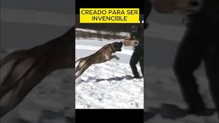 crearon al perro con un poder monstruoso perro dogbreed razascaninas [upl. by Aicilas290]