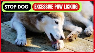 Dog Excessive Paw Licking How To Stop It With Natural Solutions [upl. by Yrrah459]