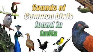 Common bird sounds of India  Backyard bird sounds Indian Bird sounds for kids IndianBirdVideos [upl. by Rezal154]