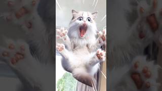 Tom sings cat jump over the ceiling fan [upl. by Laughlin]