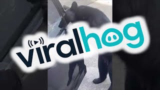 Black Bears Open Car Doors in Tennessee  ViralHog [upl. by Can]