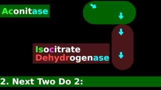 Citric Acid Cycle Enzymes Mnemonic Tutorial 35 Citrate Synthase Easy Fun [upl. by Adoh]