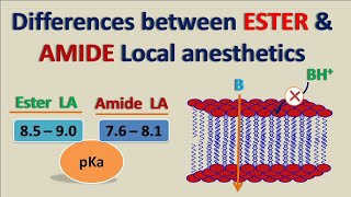 Ester vs Amide Local Anesthetics  How they differ [upl. by Mages]