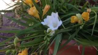 How to Grow Spring Bulbs  Mitre 10 Easy As Garden [upl. by Lanta464]