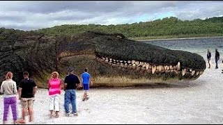 TOP 10 BIGGEST ANIMALS IN THE WORLD [upl. by Adelaide870]