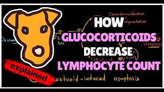 How Glucocorticoids decrease Lymphocyte count Glucocorticoid induced apoptosis [upl. by Japheth]