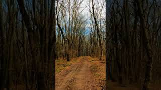 Leafless trees😮🔥 nature travel naturelovers world beautyofnature tree leaf beautiful forest [upl. by Evers]