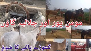 Tanga race horses On Village Jalalia and Village Mominpur Hazro Attock Pakistan [upl. by Mourant]