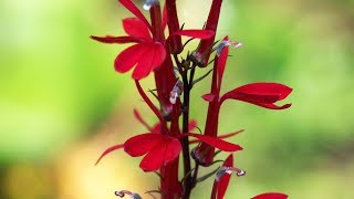 Lobelia cardinalis características y cuidados  Jardinatis  Decogarden [upl. by Luar]