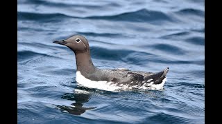 Guillemots or Common Murres Uria aalge at Noss and Sumburgh Head Shetland [upl. by Ahsena]