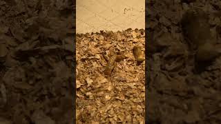 Mealworm pupation mealworms shorts timelapse nature [upl. by Meara]