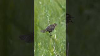 Female Redwinged Blackbird sings response to male [upl. by Alemap914]