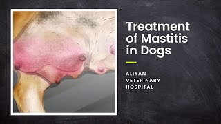 Treatment of mastitis in dogs  Aliyan Veterinary Hospital [upl. by Agarhs637]