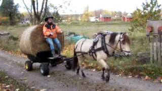 Qveiars Leil Gaist pulling home a strawbale [upl. by Eillil]