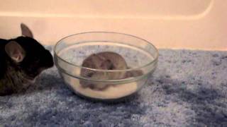 Baby Chinchillas First Bath [upl. by Angi]