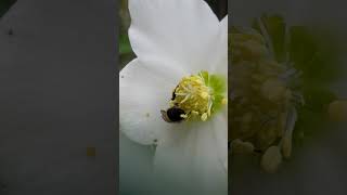 Une abeille butine une Rose de Noël Helleborus niger le 11112024 [upl. by Schlessinger]