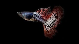 EXOTIC GUPPYS 4 types of metal strains available guppy fish salecoimbatore guppy guppychannel [upl. by Winthrop]