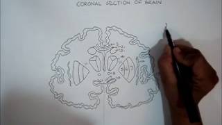 Neurophysiology Diagram How to draw Coronal Section of Brain [upl. by Humph]