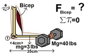 Physics 15 Torque Example 5 5 of 7 The Bicep [upl. by Ardnoet637]