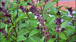 67 திரு நீற்றுப் பச்சிலை  OCIMUM BASILICUM  மருத்துவப் பயன்கள் [upl. by Rez]